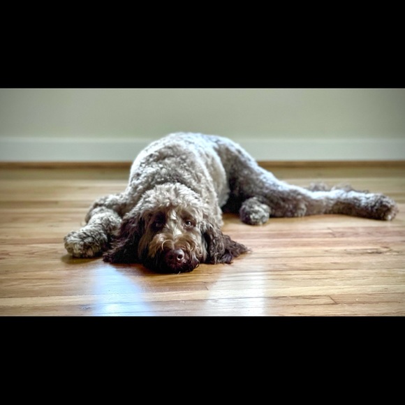 Meet your Posher, Samantha - Picture 1 of 1